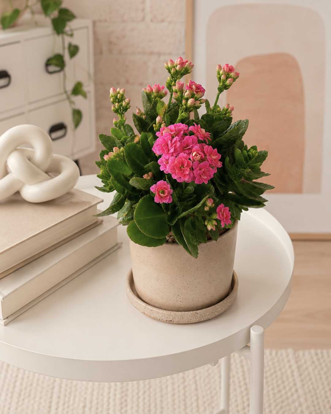 Kalanchoe Rosa – Flor de la Fortuna