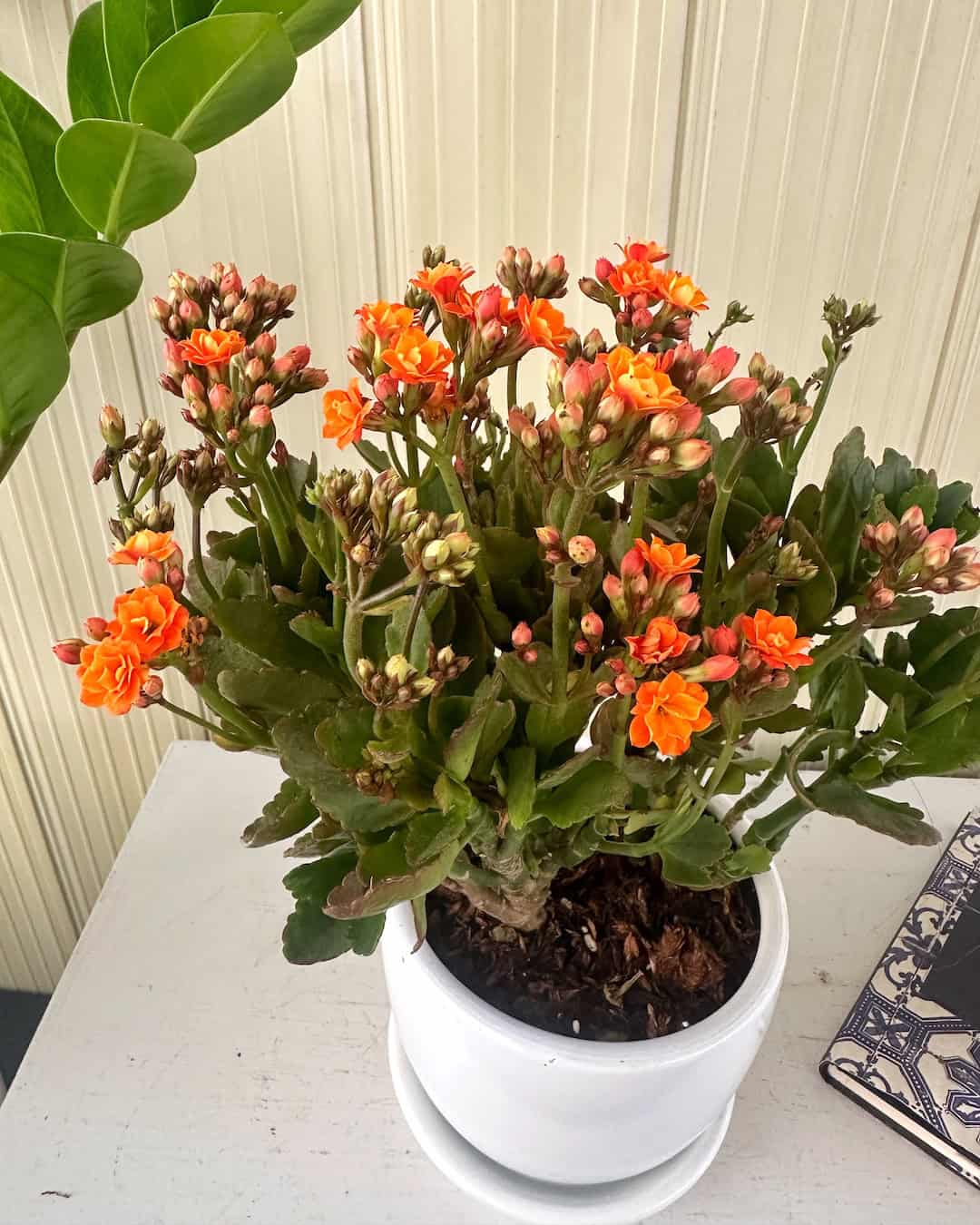 Kalanchoe Naranja – Flor de la Fortuna