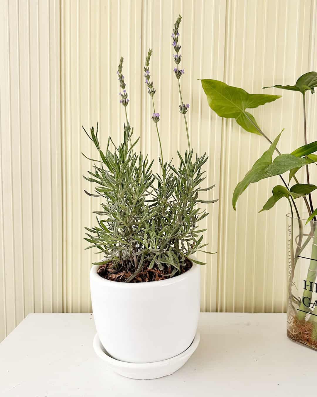 Lavanda - planta aromatica