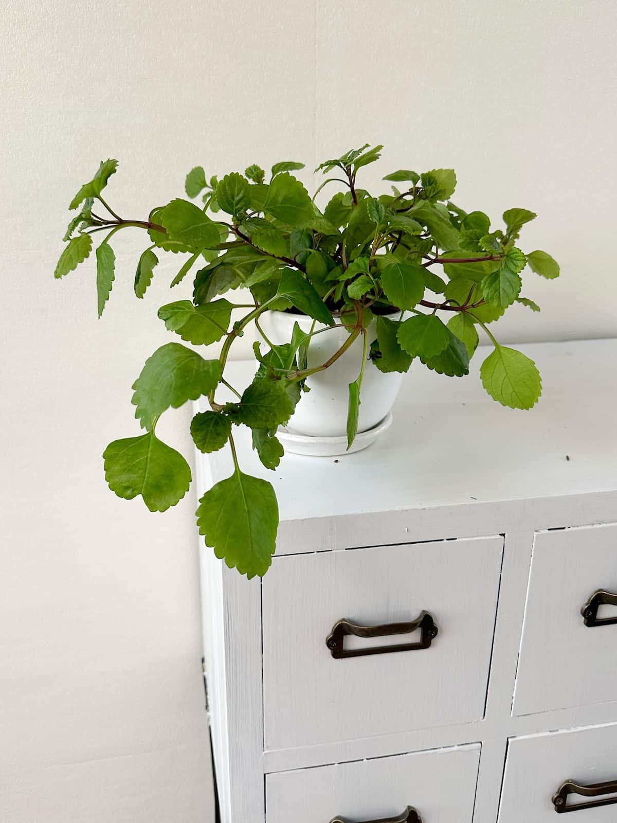 Llamadolar brasileño - planta del dinero