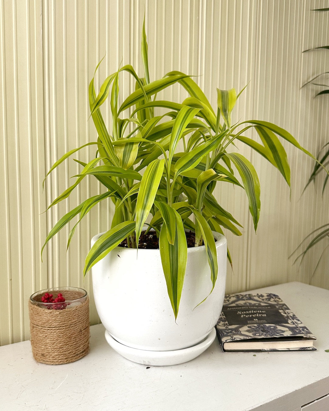 donde comprar lucky bamboo Lucky Bambú – Mi Jardín