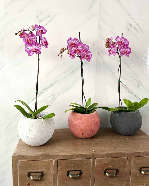 Orquidea rosa - maceta cemento