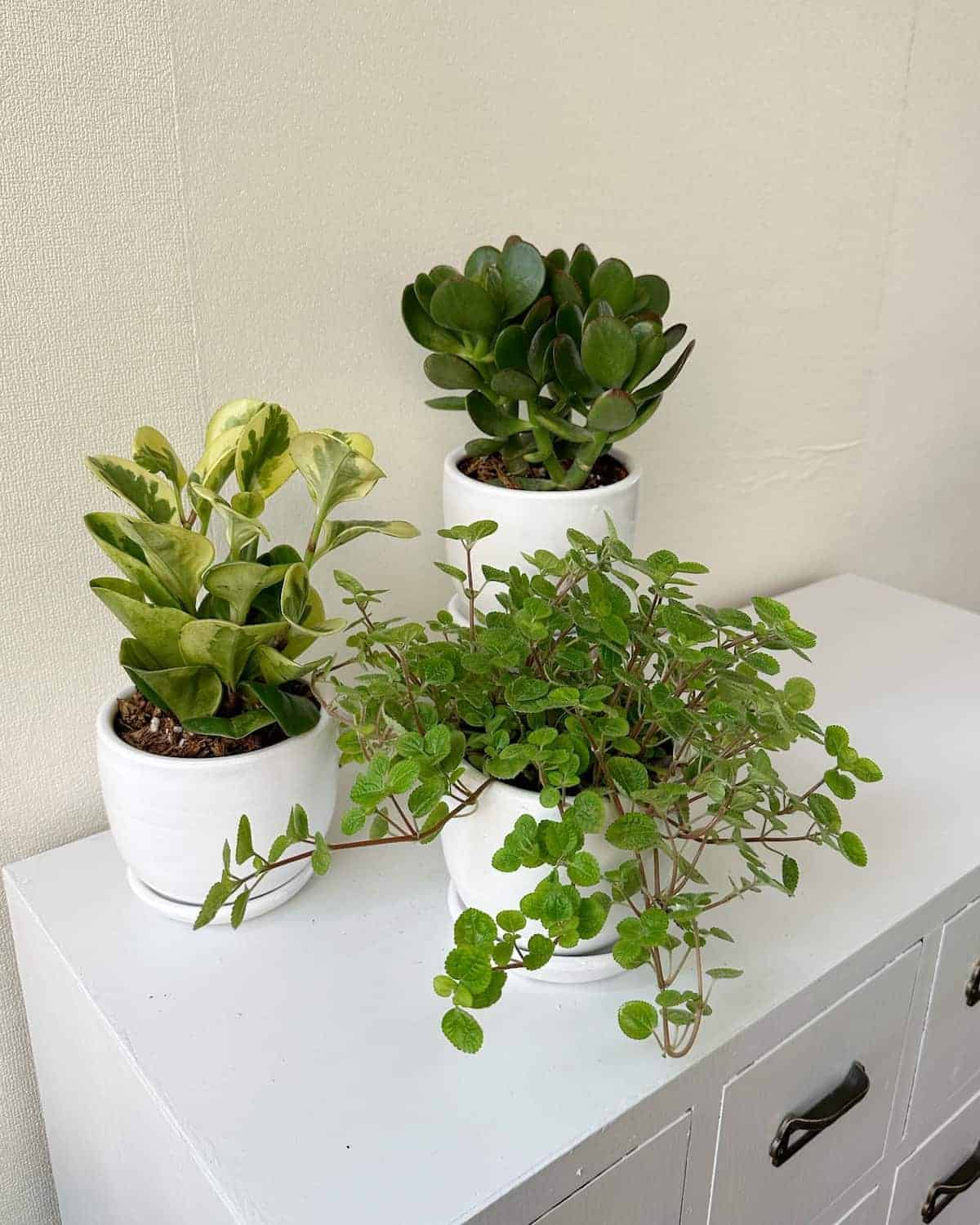 Set Plantas para la buena suerte - feng shui