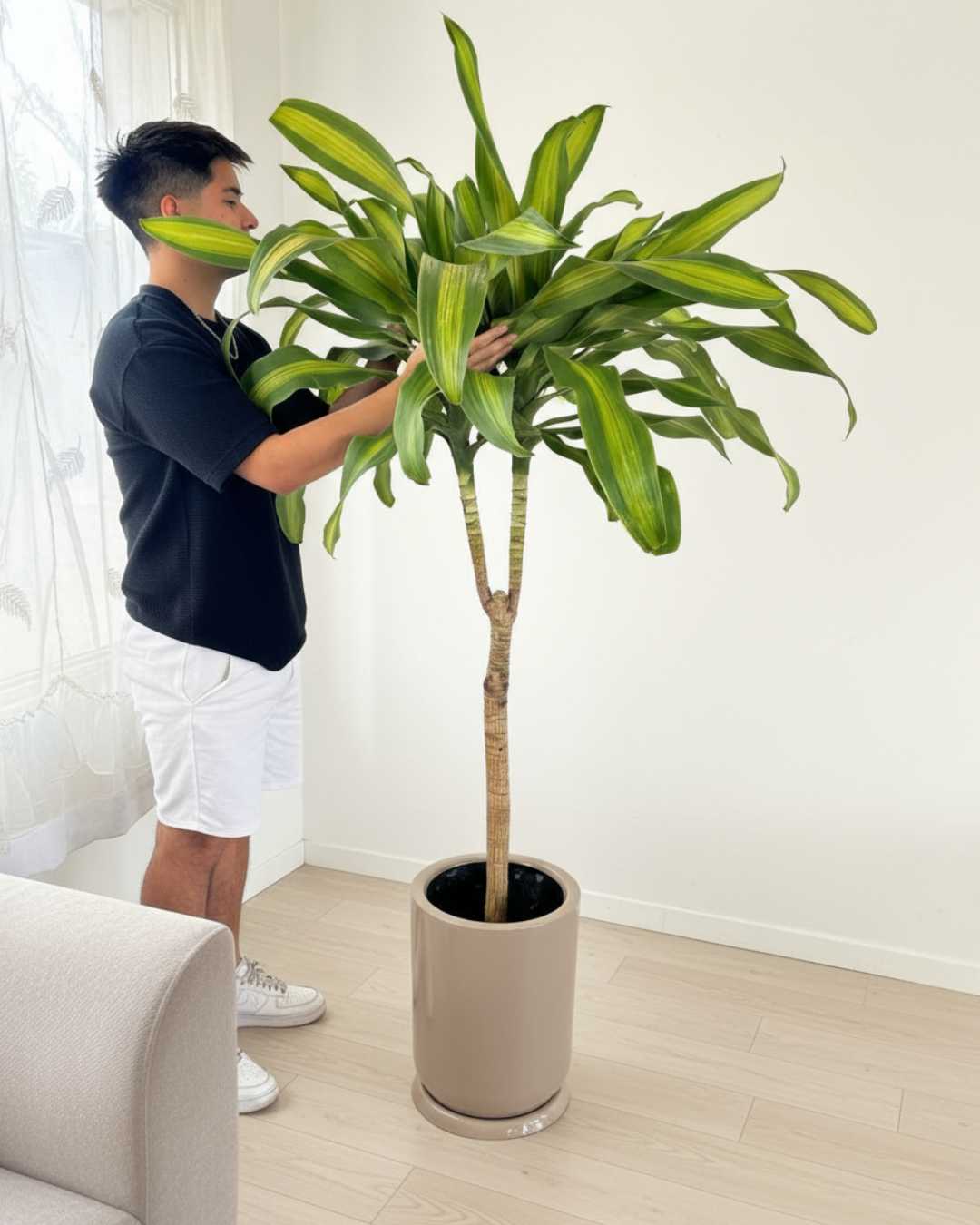 dracaena palo de brasil Palo de agua Palo de Brasil