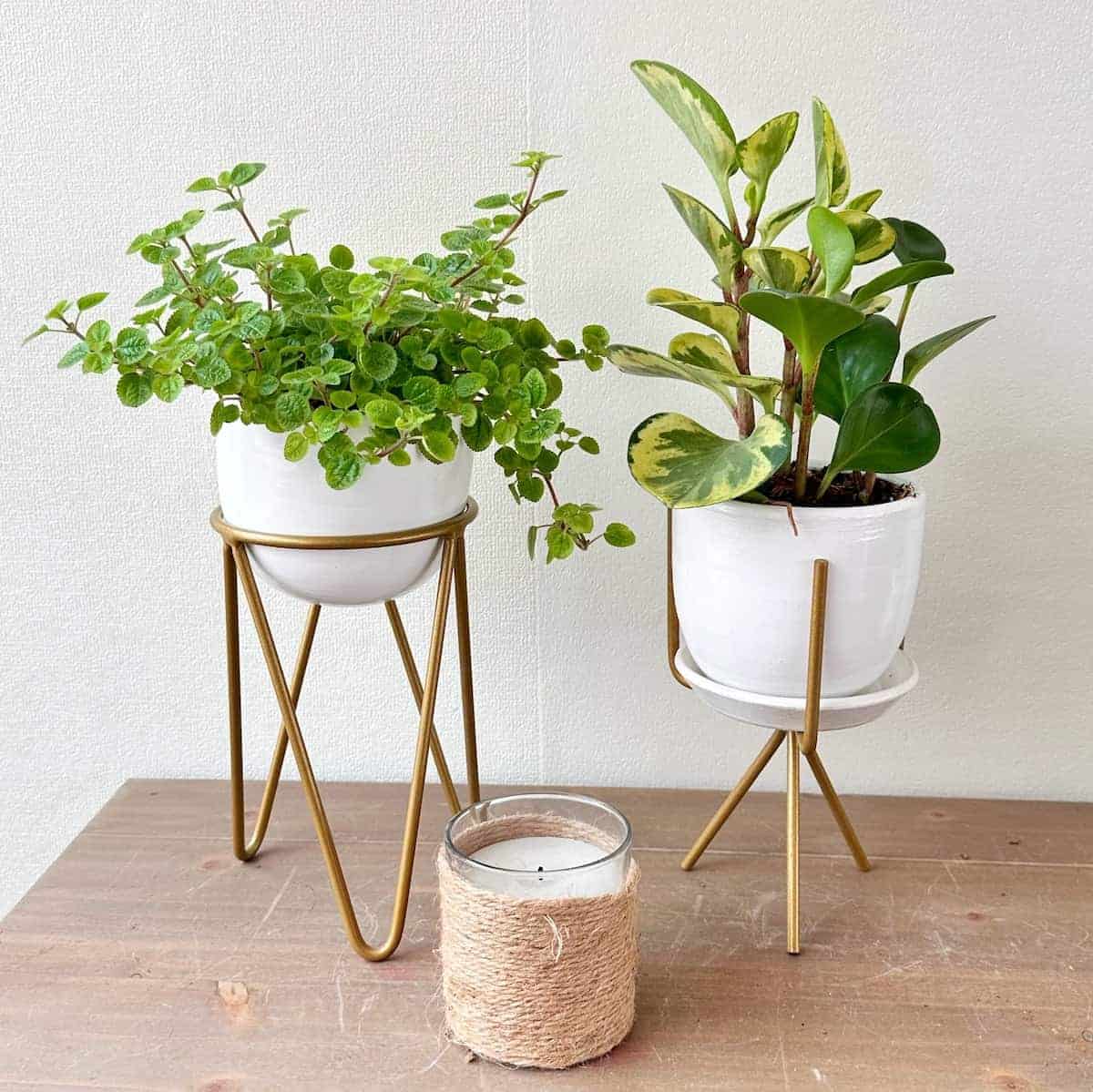 Pedestal Petit con Llamaplata