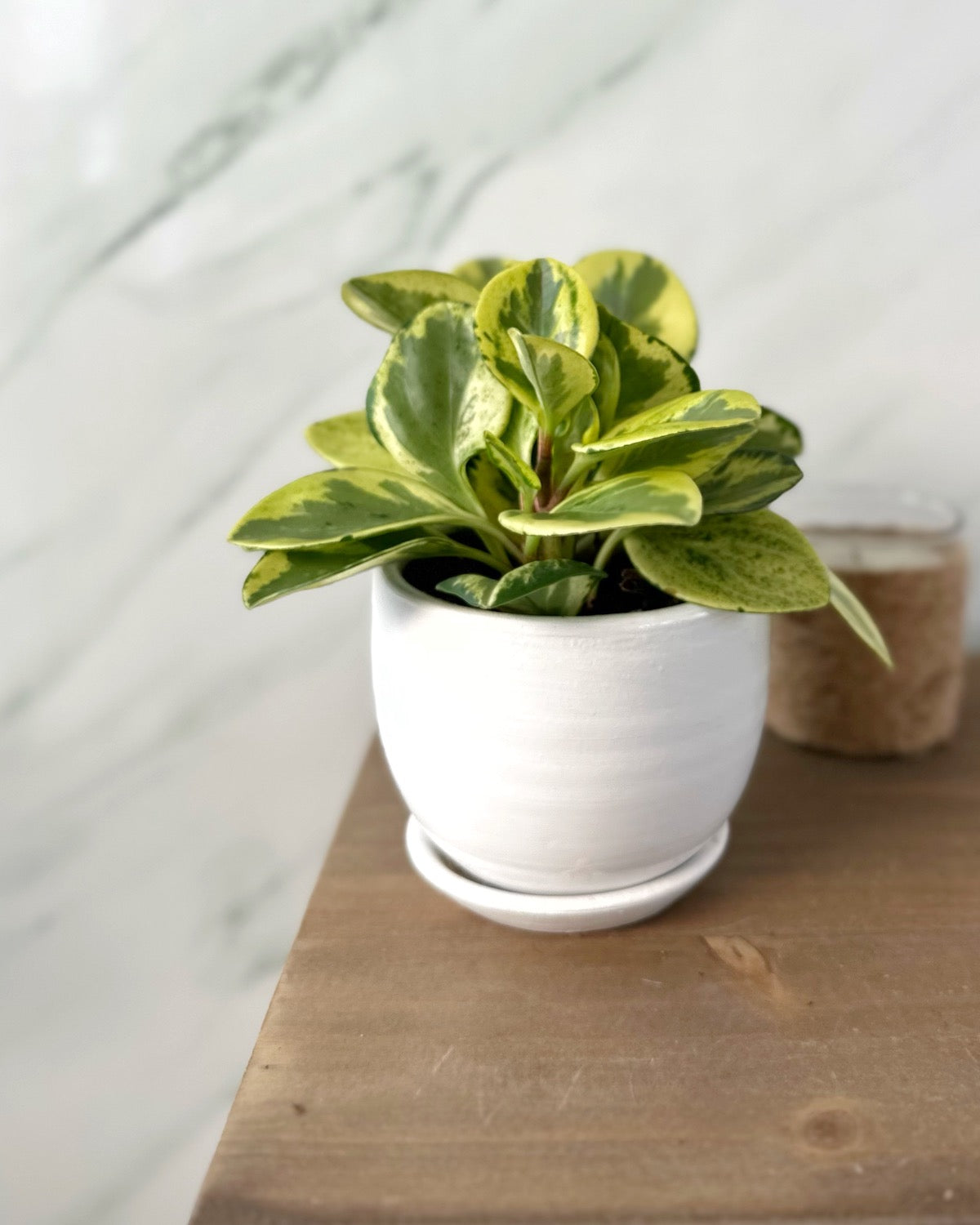 Peperomia Verde Amarilla