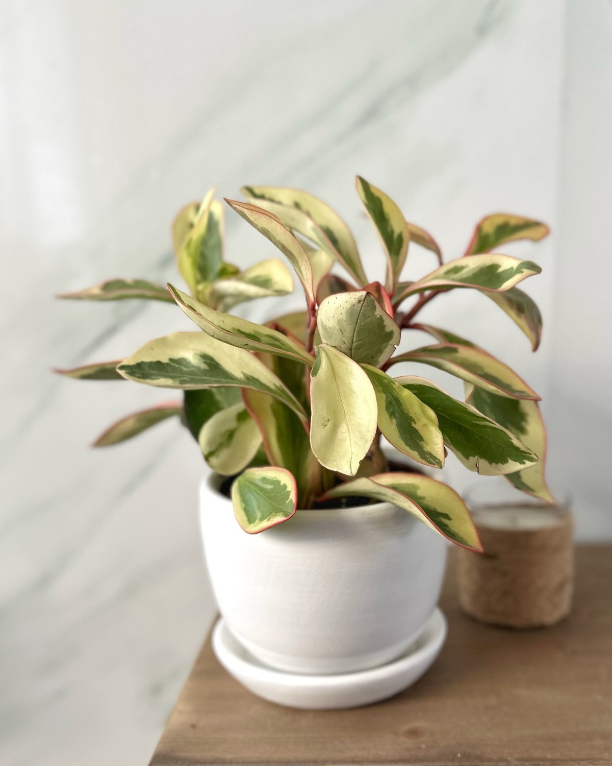 Peperomia tricolor