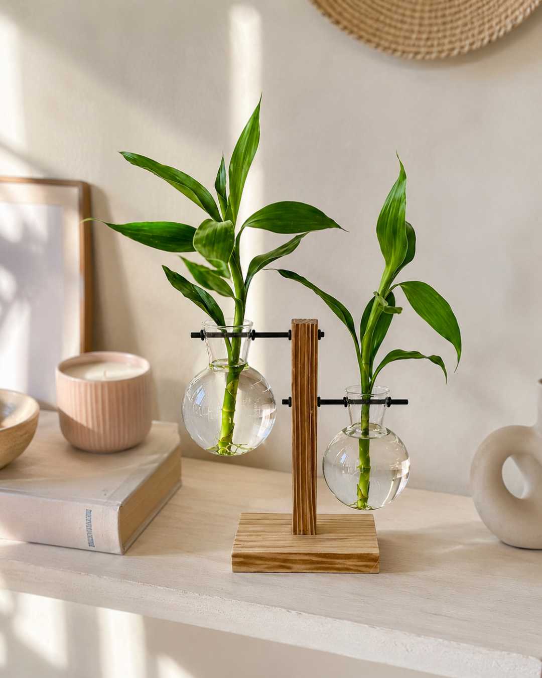 Hidroterrario Berlin con 2 bambu de regalo - plantas en agua