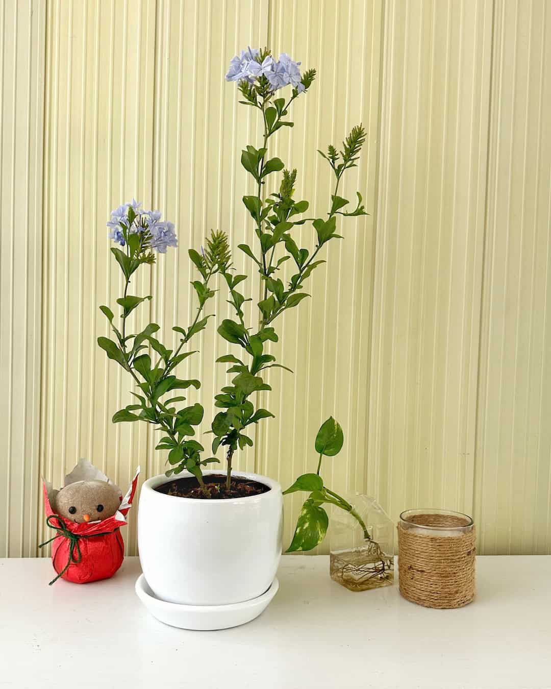 Jazmín del cielo - plumbago