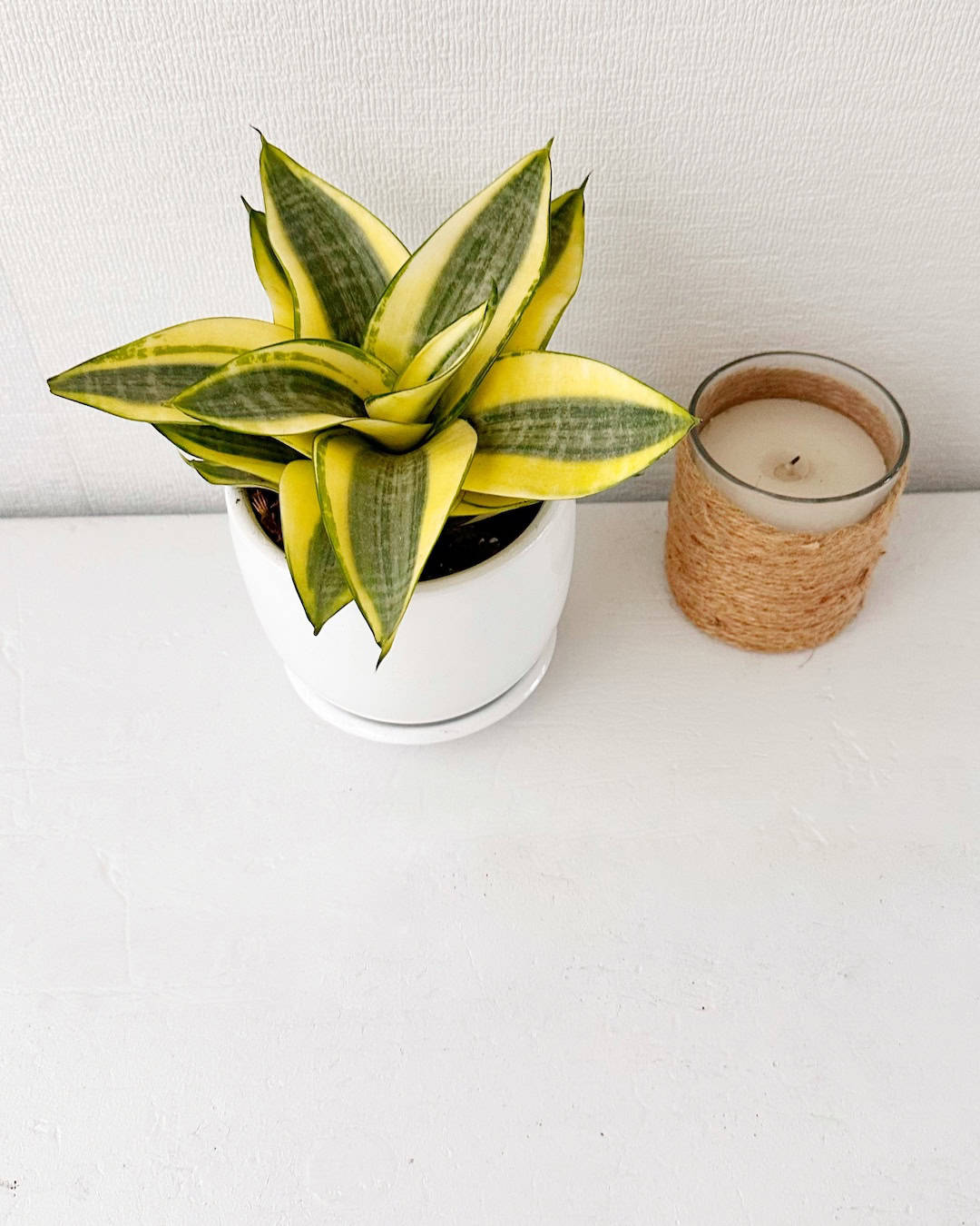 Sansevieria Hanni