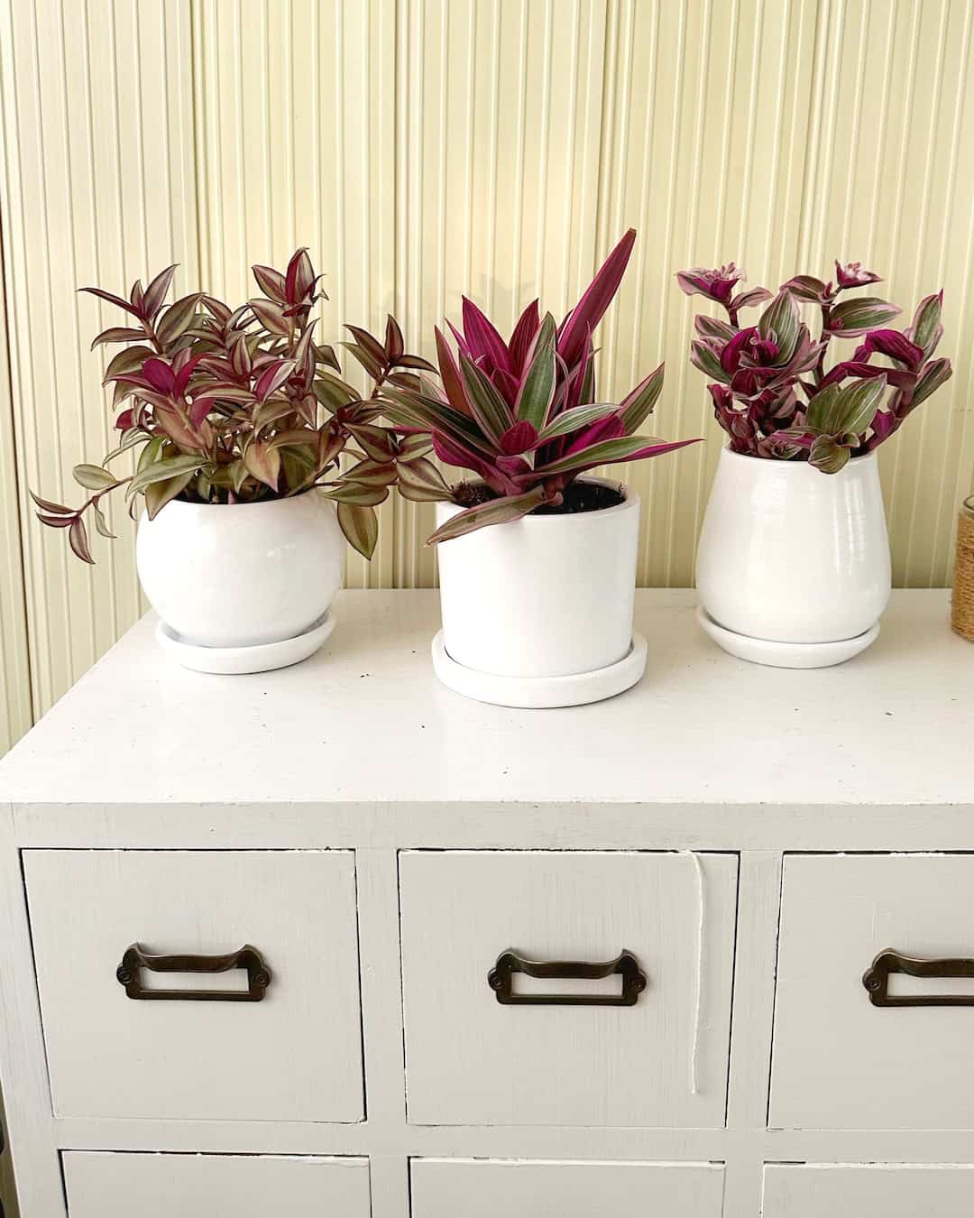 Set de las plantas rosas en maceta geométrica