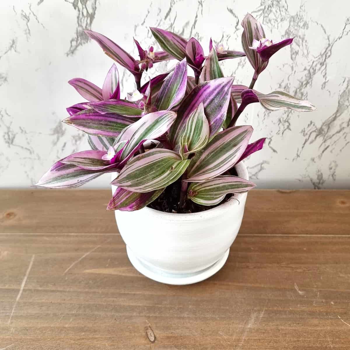 Tradescantia Nanouk