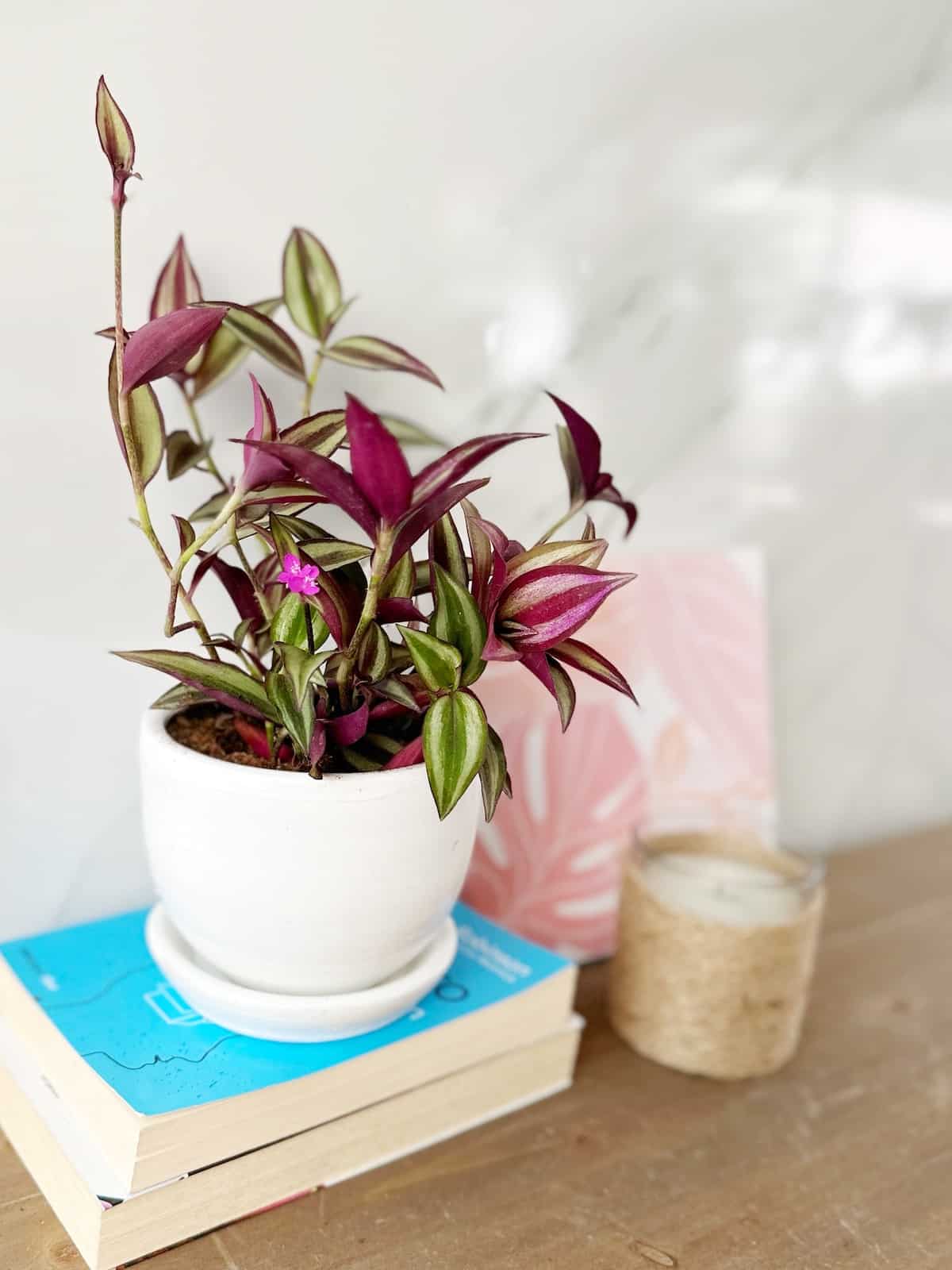 Tradescantia Zebrina
