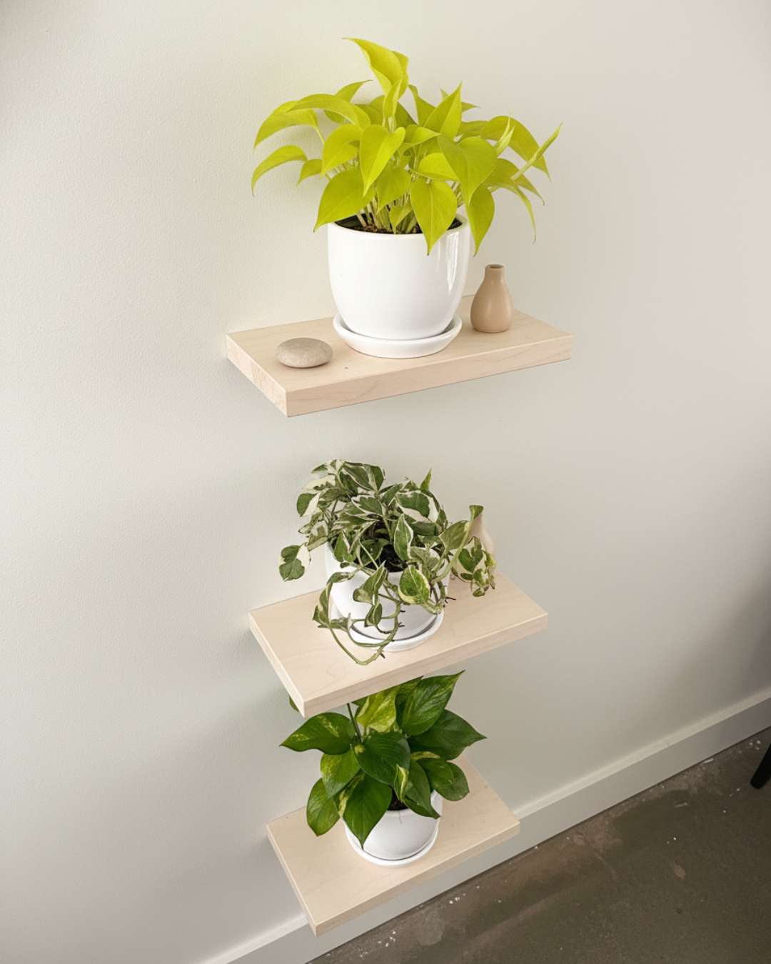 Set plantas colgantes boa