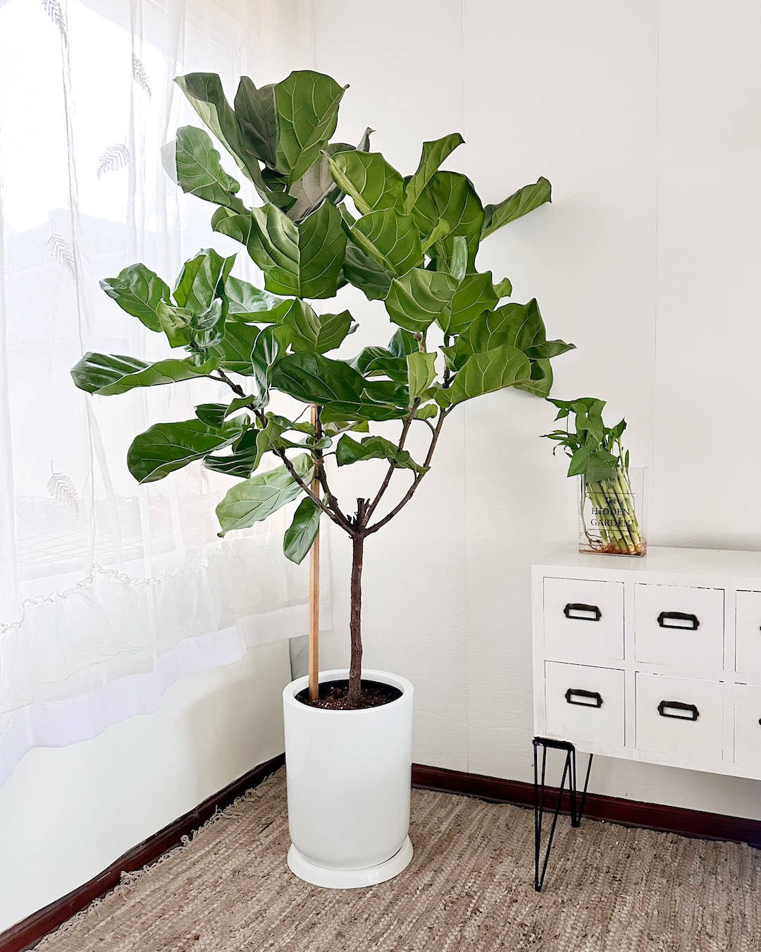 Como cuidar un Ficus Lyrata