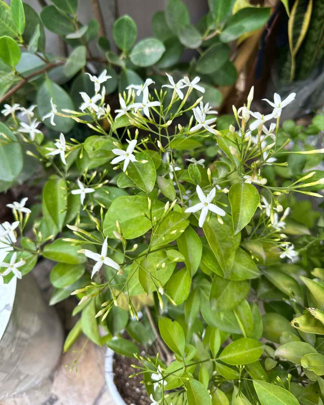 Jazmín cuidados en Perú: todo lo que necesitas saber para que tu planta florezca (y no la pierdas en el intento)