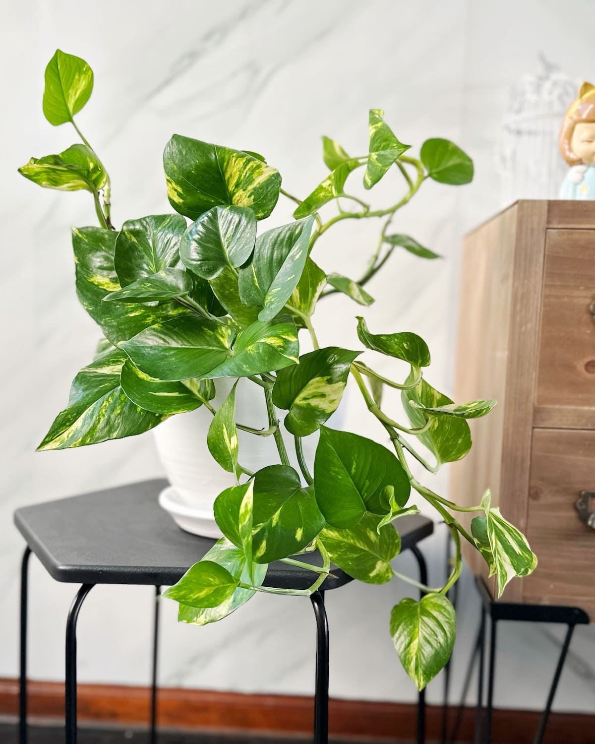 Plantas de Interior