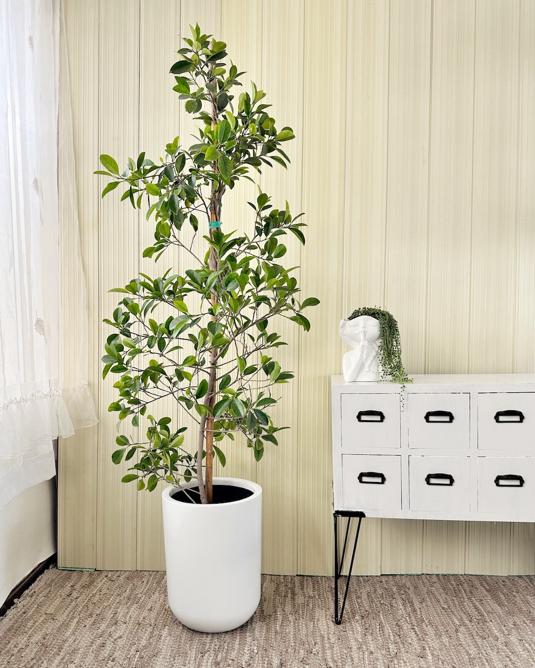 Plantas de exterior