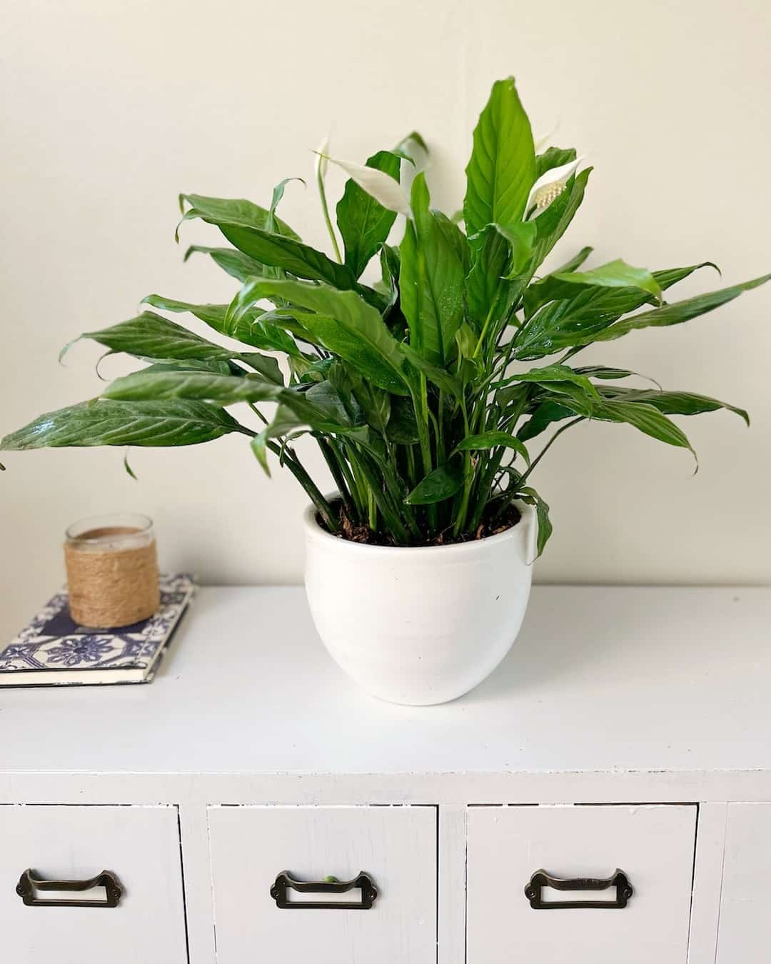 Plantas Grandes