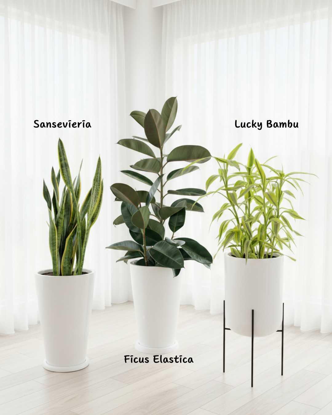 Plantas Extra Grandes