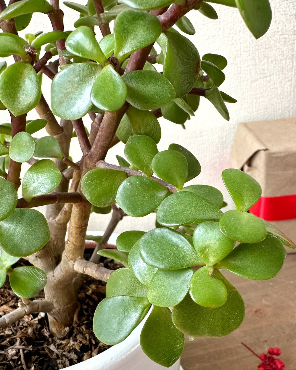 Plantas para la buena suerte