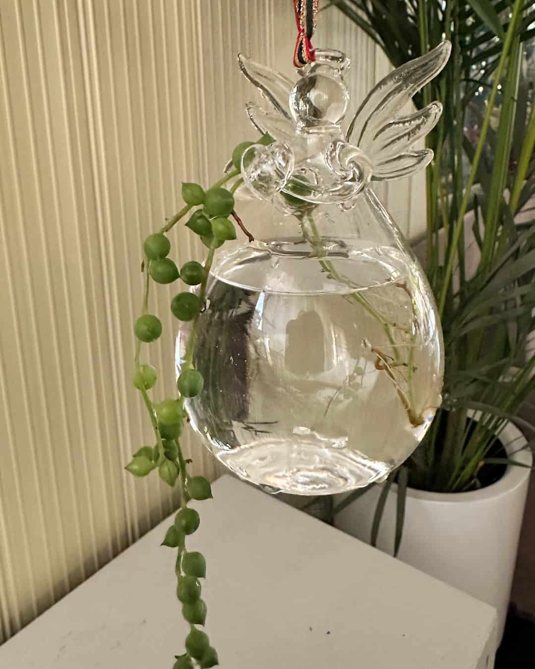 Plantas para regalo de nacimiento