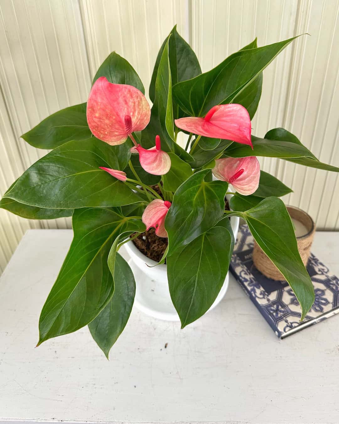 Plantas para regalo de cumpleaños