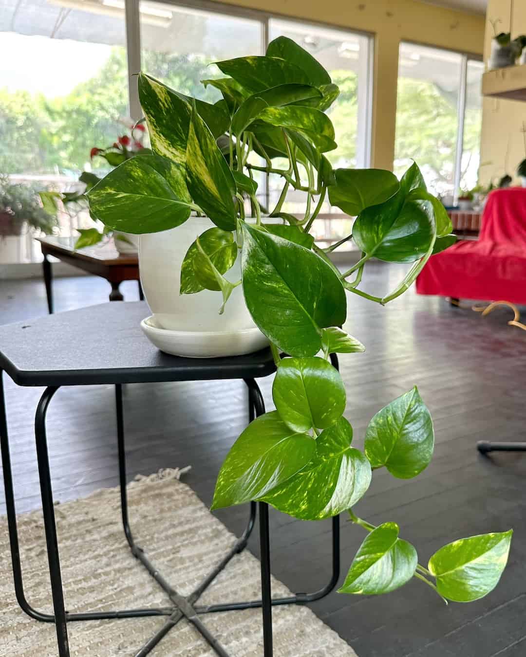 Plantas colgantes