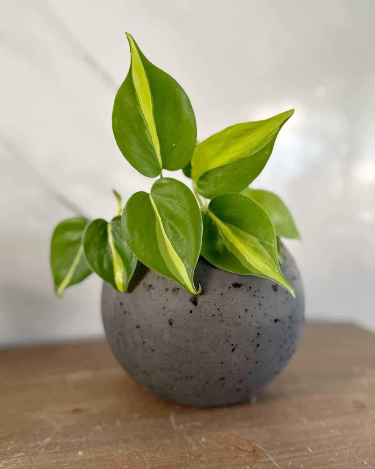 Plantas mini