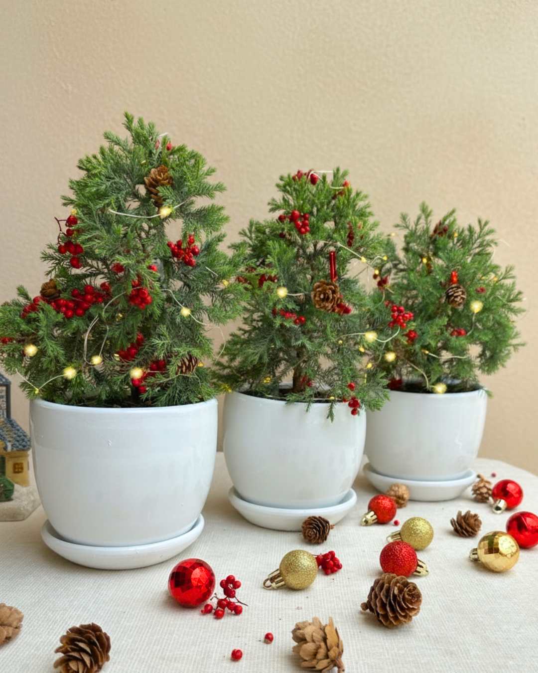 Plantas para Navidad