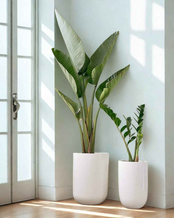 Duo Strelitzia y Zamioculca