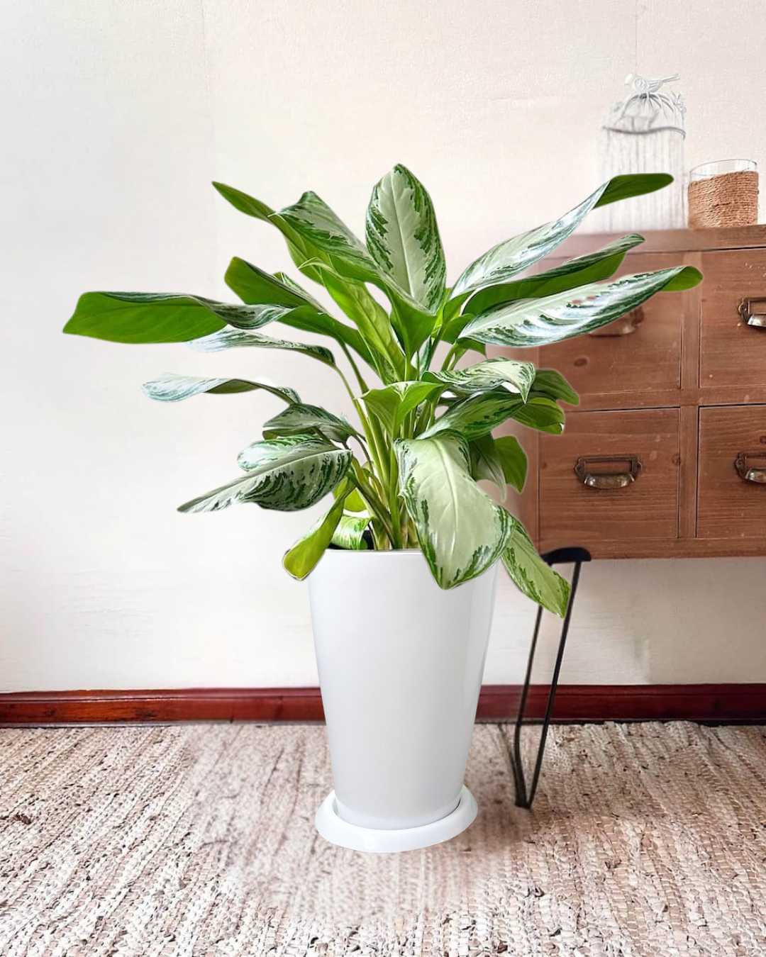 aglaonema pattaya cuidados Aglaonema Pattaya