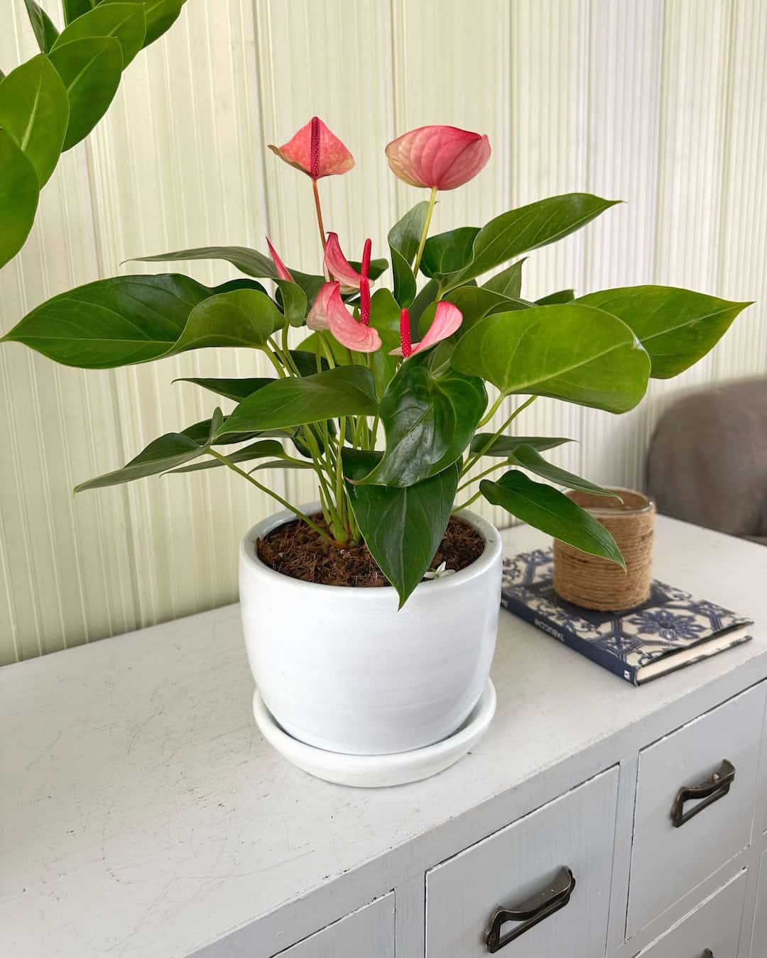 anthurium mystique Anturio Mystique – Mi Jardín