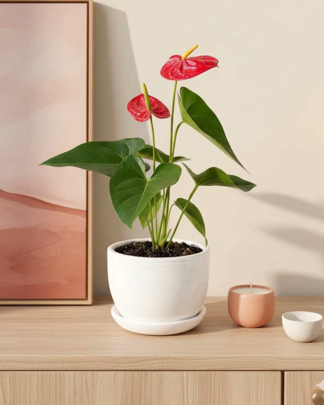 Anturio Rojo - La flor del amor