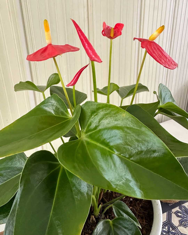 Anturio rojo mini - flor del amor