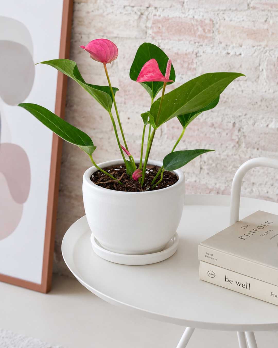 Anturio Purpura "Purple Love" | Planta con flores – Mi Jardín