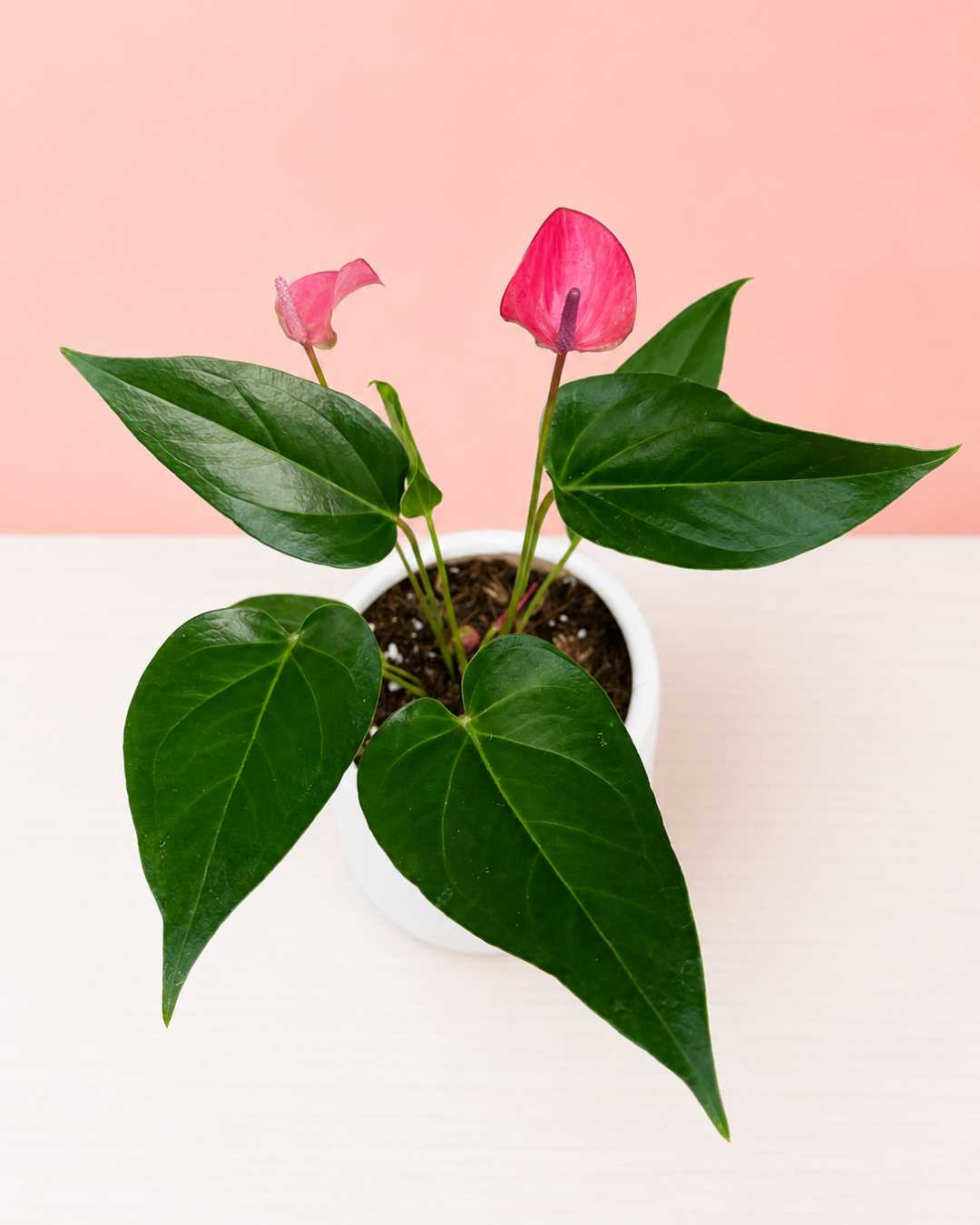 Anturio Purpura "Purple Love" | Planta con flores – Mi Jardín