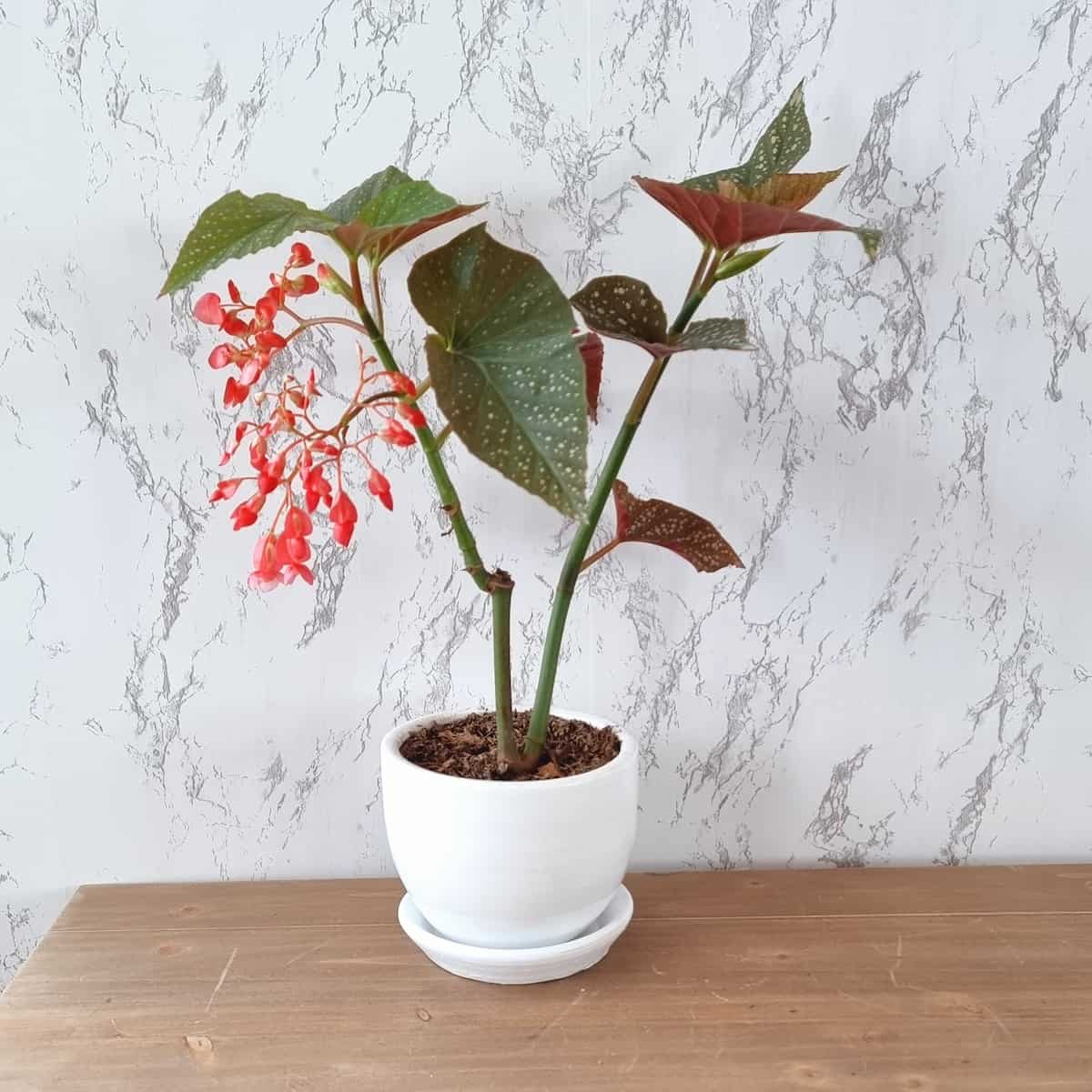 Begonia Lucerna