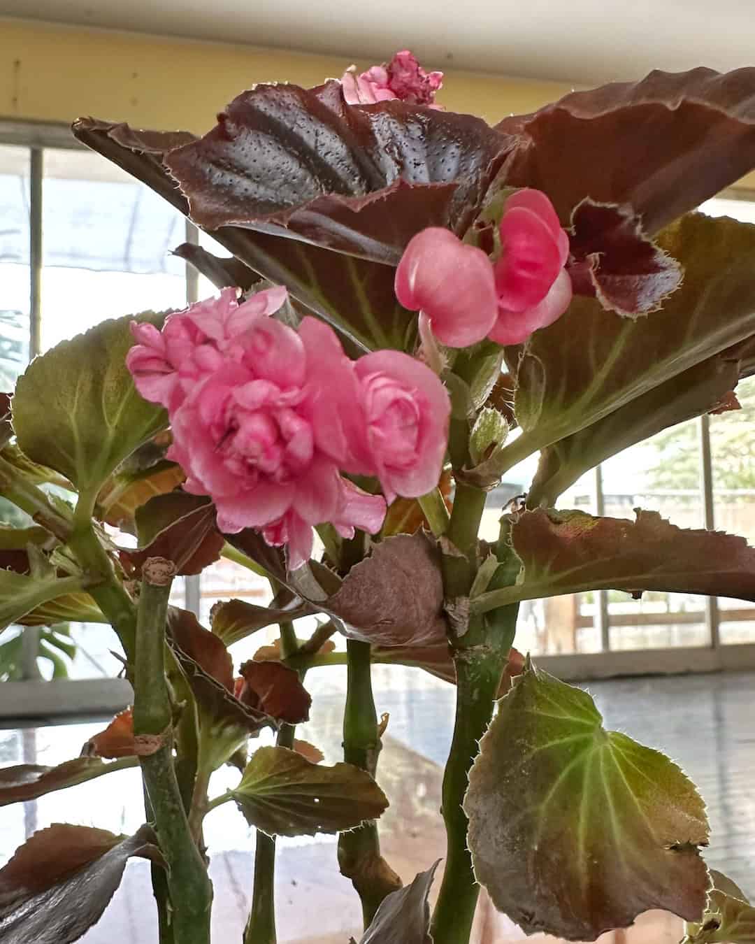 Begonia porcelana