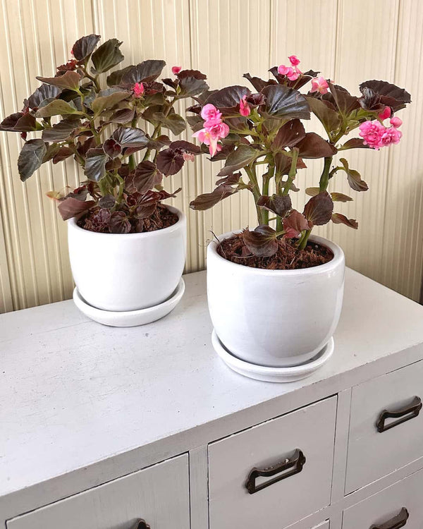 Begonia porcelana