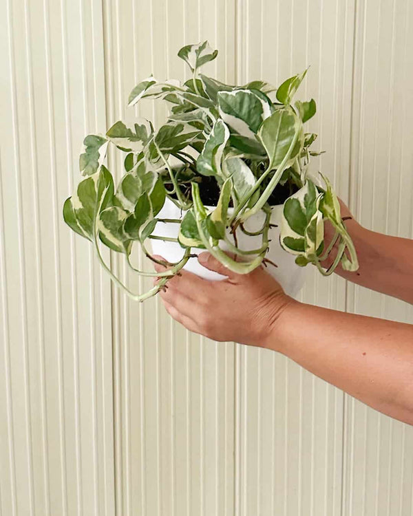Boa Njoy - Planta Colgante