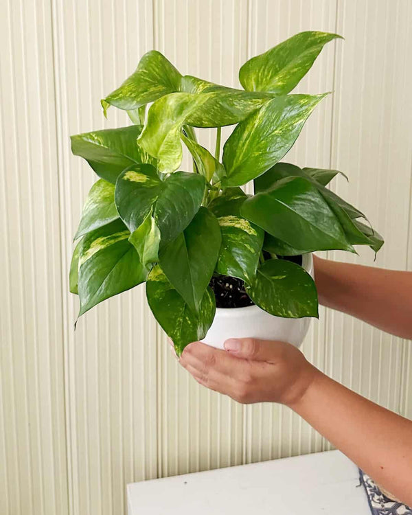 Boa Golden - Planta Colgante