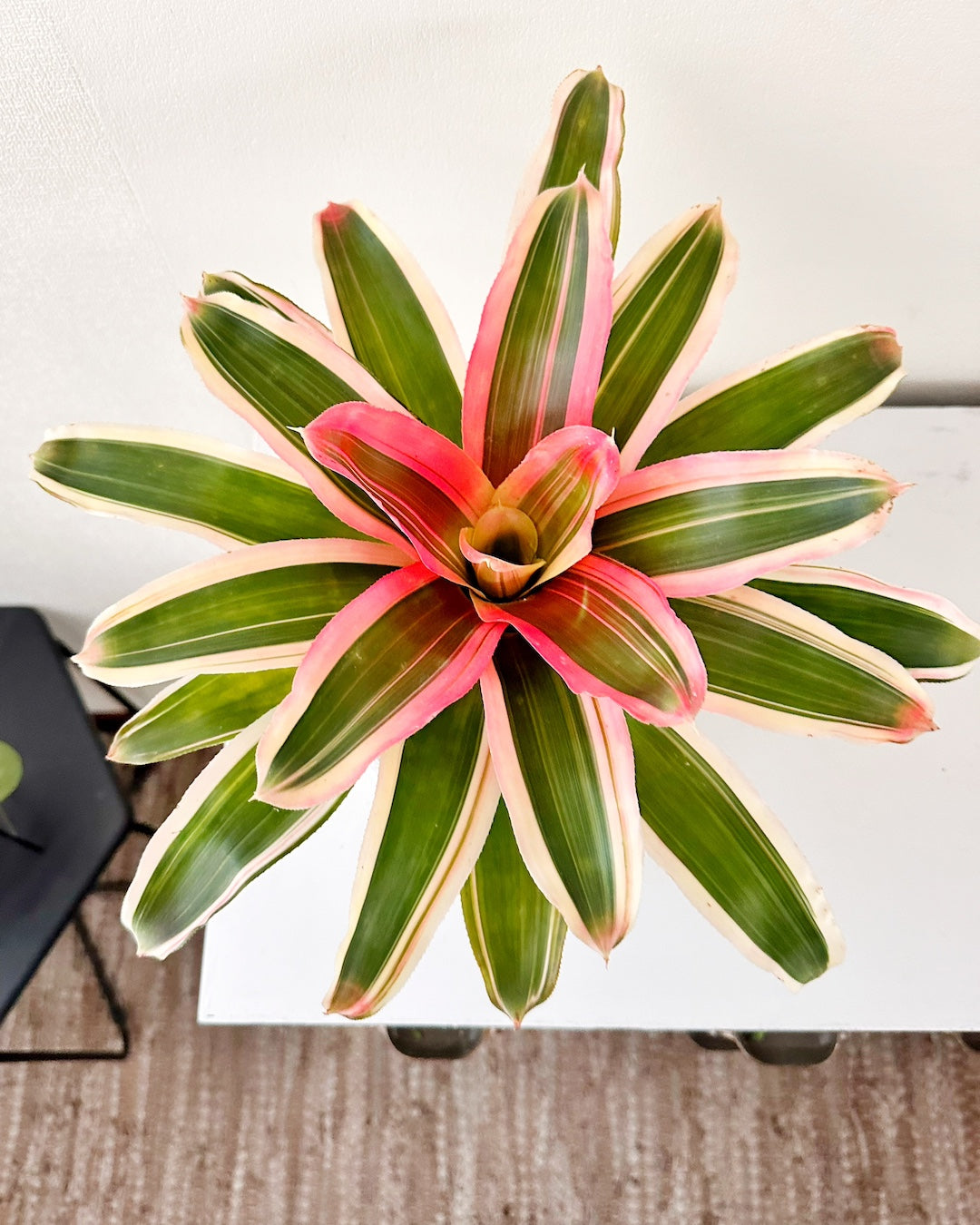Bromelia Tricolor Rojo