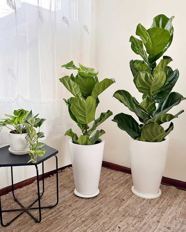 Set 2 FICUS LYRATA