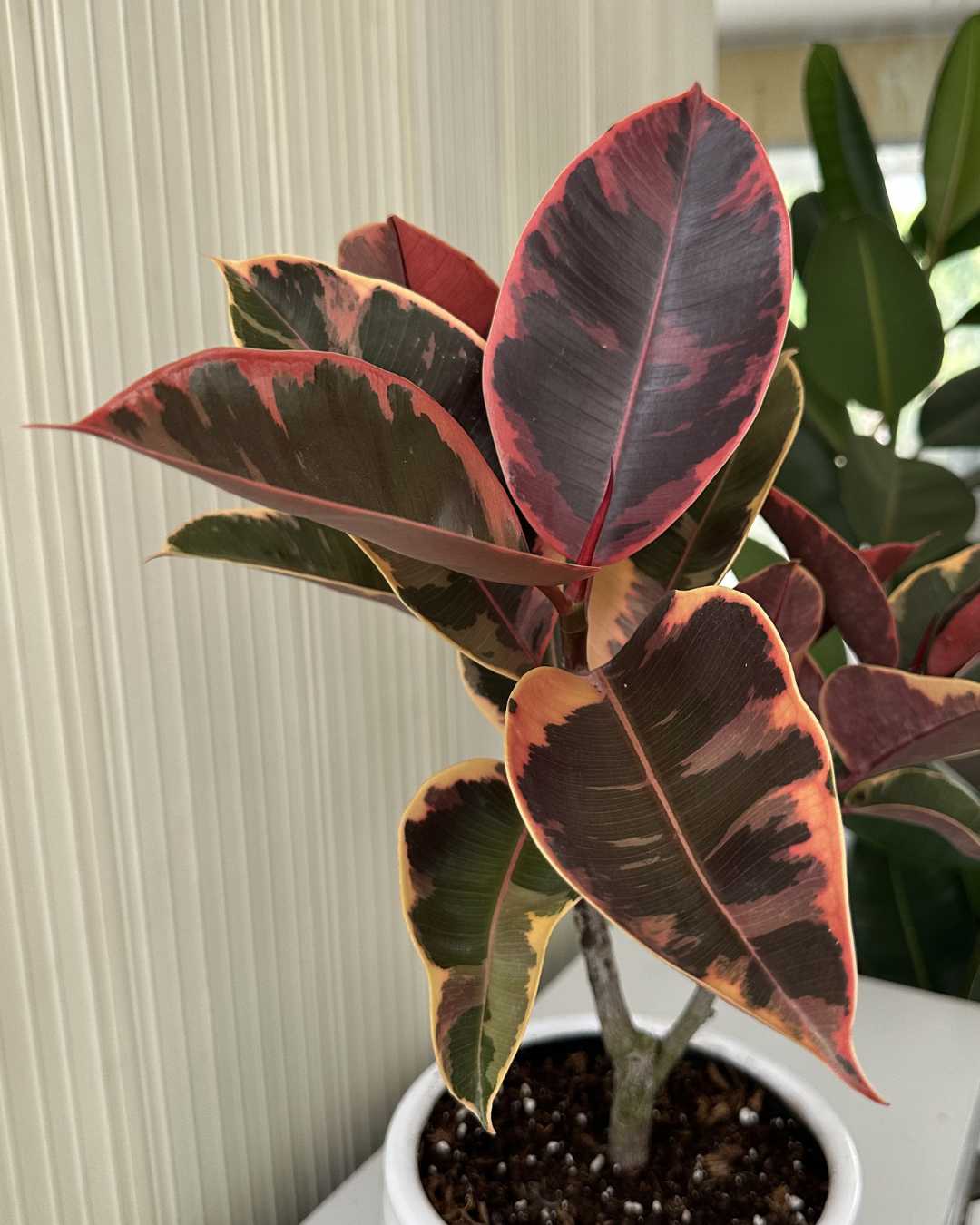 Ficus Ruby