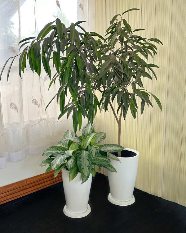 Set Plantas maravillosas Ficus Alii y Aglaonema