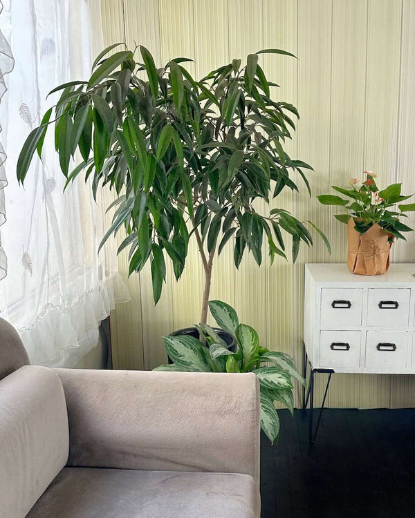 Ficus Alii en maceta de fibra de vidrio