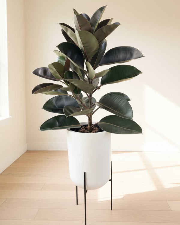 Ficus Elastica en maceta fibra de vidrio y parante