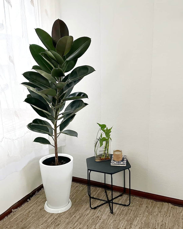Ficus Elastica