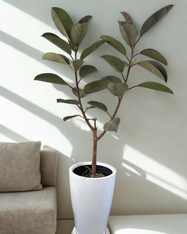 Ficus Elastica